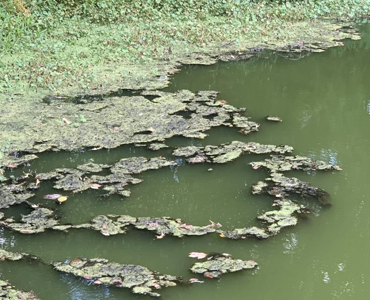 Protect Your Dogs’ Health: Harmful Algae Mats Can Pose Danger to Pets