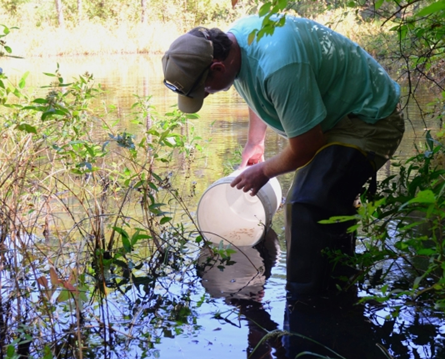 A Big Step for a Small Fish: Federal Funding Supports Decades-long Effort to Restore Blackbanded Sunfish