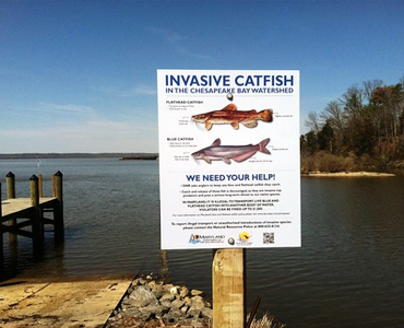 What Anglers Can Do After Harvesting An Invasive Fish Species Such As Blue Catfish or Northern Snakehead