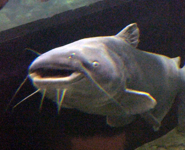 Blue Catfish Are Spreading in Maryland Waters. State Officials and Fishing Community Are Working To Contain the Spread