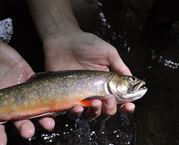 Grants Awarded to Maryland Department of Natural Resources to Conserve Native Brook Trout and Sunfish and Restore Their Habitat