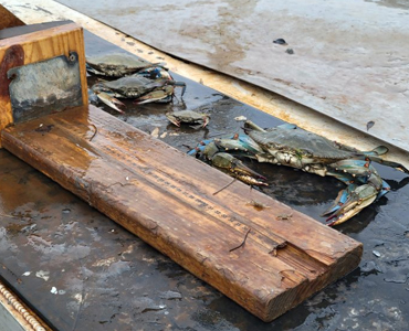 Maryland Department of Natural Resources Reports Sustainable Population in 2025 Chesapeake Bay Blue Crab Winter Dredge Survey 