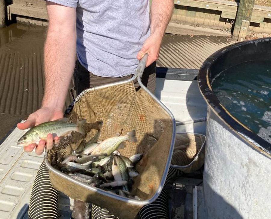 Maryland Department of Natural Resources Gives Young Largemouth Bass a Head Start