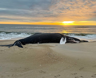 Public Should Report Marine Mammal and Turtle Sightings and Strandings in Maryland to DNR