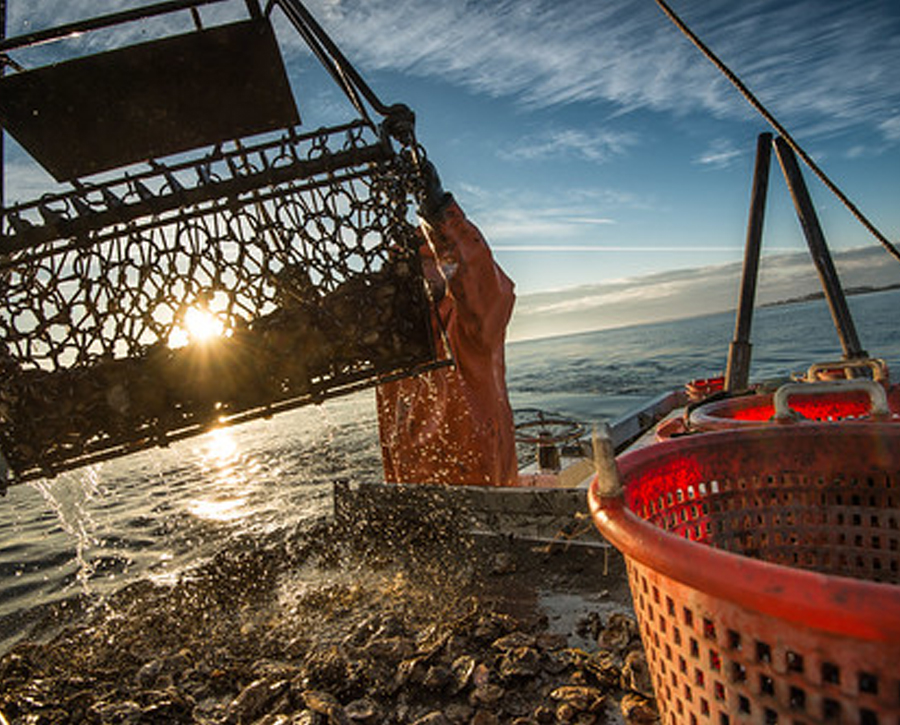 DNR Extends Maryland Commercial Oyster Season for Two Additional Weeks