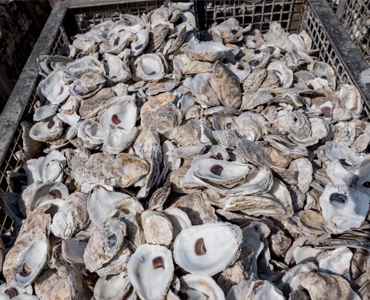 NOAA Announces $10 Million Grant for Oyster Sanctuary Reef Construction in Maryland