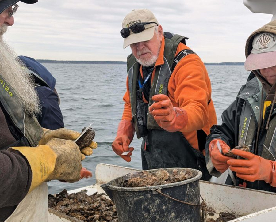 Governor Moore Announces Historic Year for Oyster Reproduction in Maryland Waters