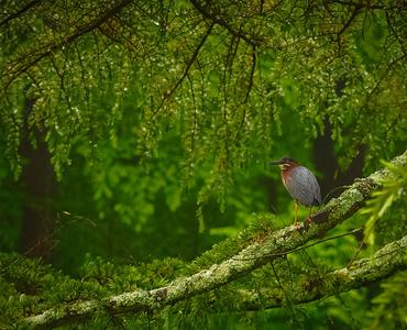 Maryland DNR 2025 Photo Contest is Underway!