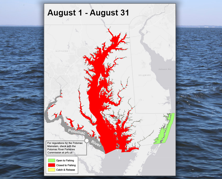 Maryland’s Summer Closure of Chesapeake Bay Striped Bass Fishing Begins August 1