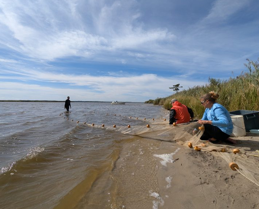 Maryland Striped Bass Reproduction Index Higher for 2026 But Below Average For Eighth Straight Year