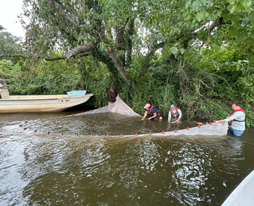 Survey Teams Fish for Signs of Successful Shad Restoration in Maryland’s Rivers