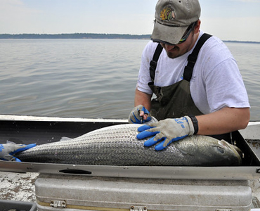 State of the State Fish: What Marylanders Should Know About Striped Bass in 2025