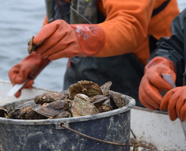 Maryland Oyster Stock Assessment Records Long-Term Increase In Oyster Abundance