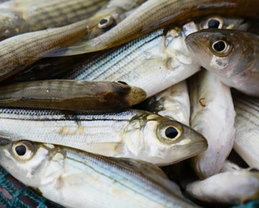 Secretary’s Message: Cold Winter Could Boost Prospects for Striped Bass