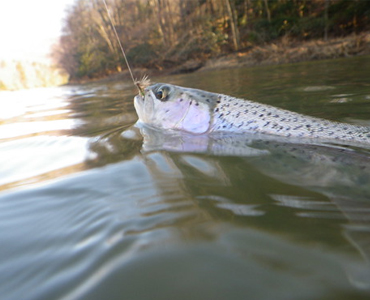 Maryland Department of Natural Resources to Begin Fall Trout Stocking for 2025