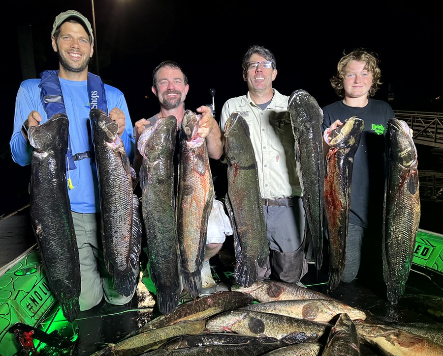 DNR Study: Bowfishing Contributes Heavily to Chesapeake Channa Harvest