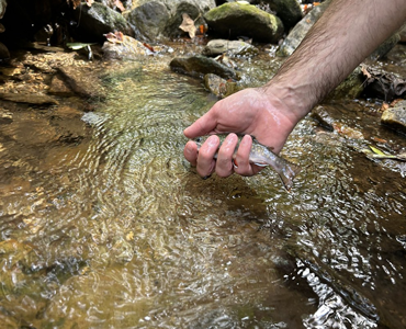 Maryland DNR Reintroduces Brook Trout to Once-Vacant Streams