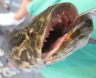 Chasing a Slippery Predator: Eight Places to Target Maryland’s Chesapeake Channa