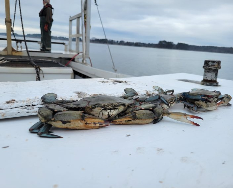 Maryland Department of Natural Resources Reports Increase in Juvenile Blue Crabs and Total Population in 2026 Chesapeake Bay Blue Crab Winter Dredge Survey