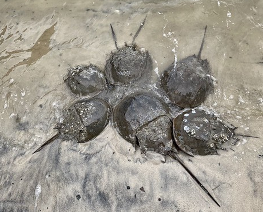 Horseshoe Crab Spawning Migration Arriving in Maryland