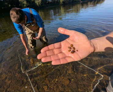 DNR Scientists Chart Future for Freshwater Mussel Restoration in Maryland