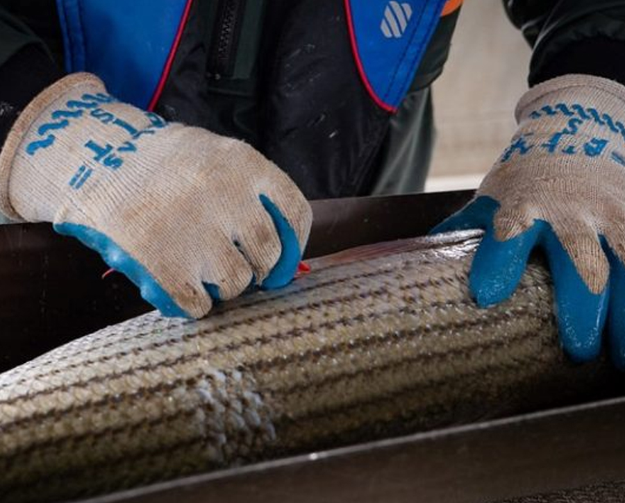 Maryland Set to Adopt Changes to Chesapeake Bay Recreational Striped Bass Season