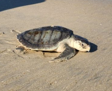 Marylanders Asked to Stay Alert For Cold-Stunned Aquatic Wildlife