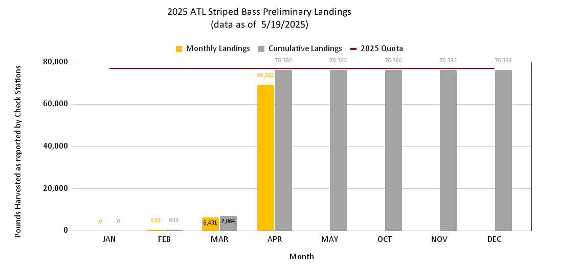 Chart of Atlantic Striped Bass Landings