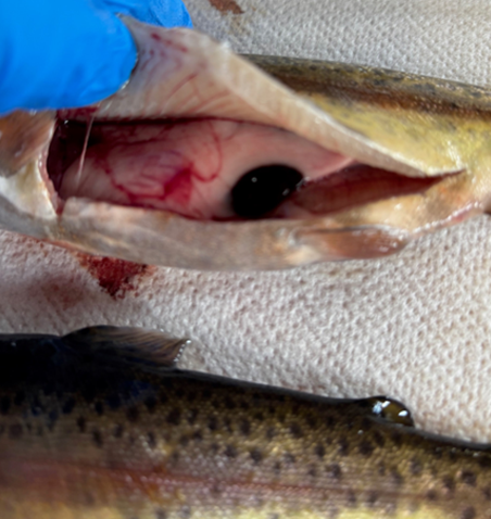 ​First look inside a trout fingerling during an inspection.