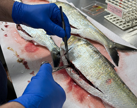 American shad brood fish during inspection​