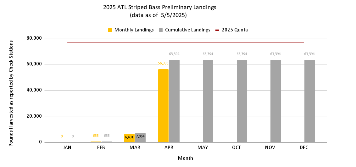 Chart of Atlantic Striped Bass Landings