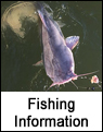 Blue Catfish Fishing Tips