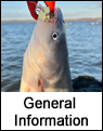 Blue Catfish General Information