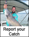 Blue Catfish Report