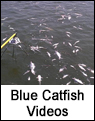 Blue Catfish Video