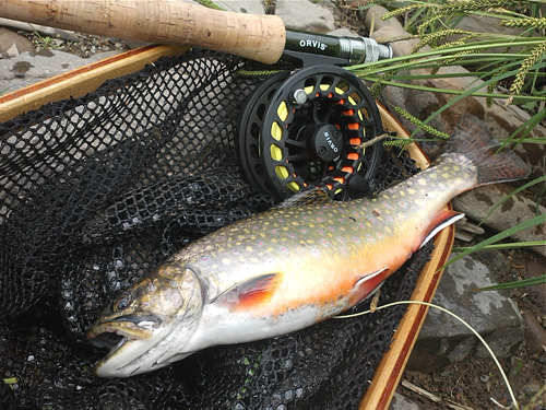 A brook trout in a net