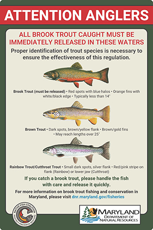 Trout Stocking in Maryland