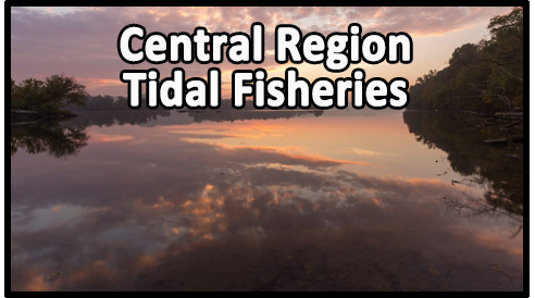 CentralRegionTidalFishingButton