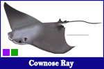 Cownose Ray Fish Facts