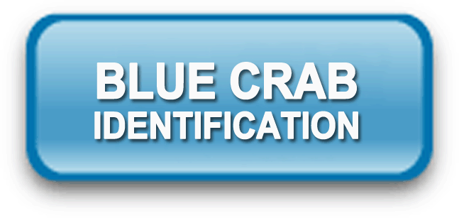 Blue Crab Identification