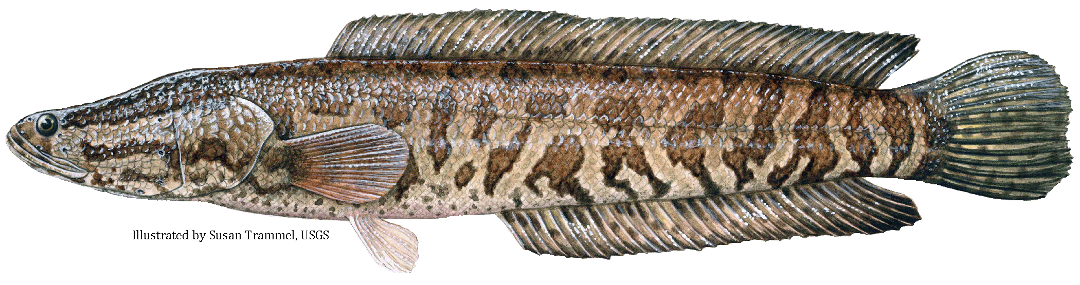 giant snakehead in water