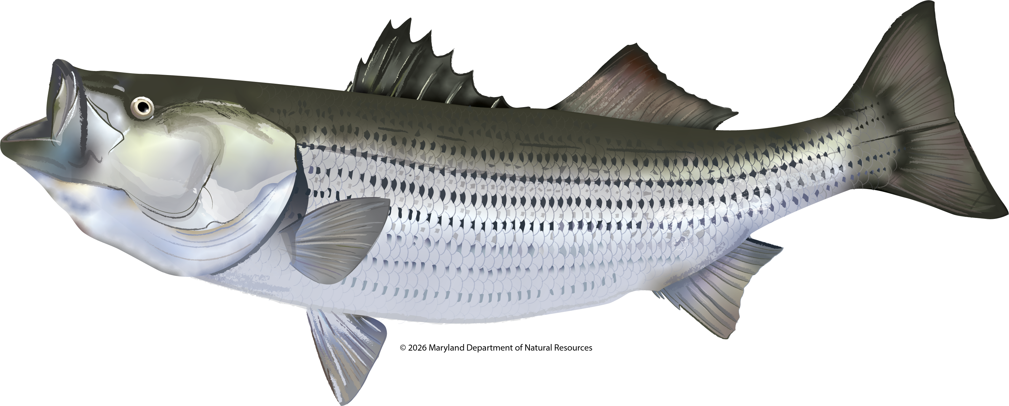 Scientific illustration of a Striped Bass (Morone saxatilis) in profile