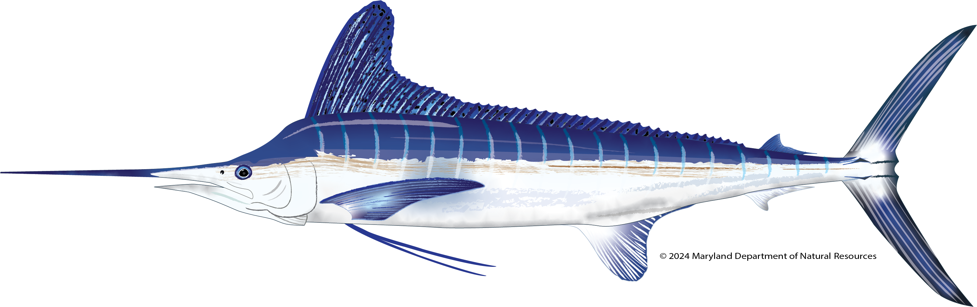 White Marlin