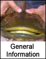 Flathead Catfish General Information