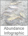 Flathead Catfish Info