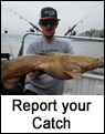 Flathead Catfish Report