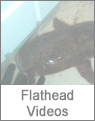 Flathead Catfish Video