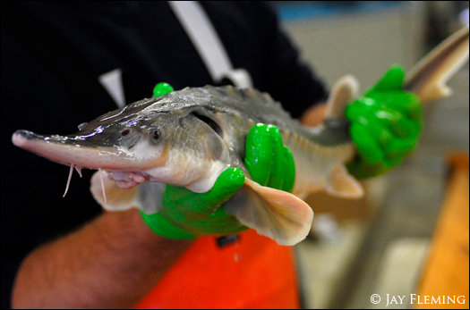 Sturgeon Conservation