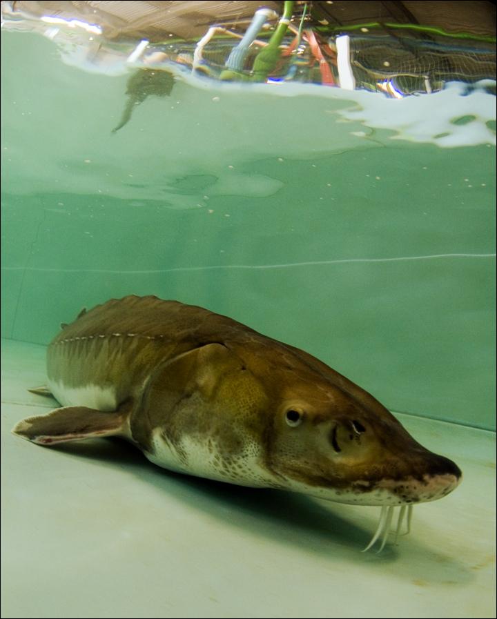 Sturgeon Conservation