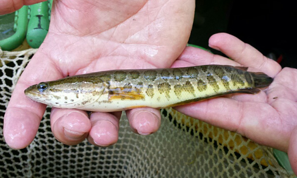 A picture of a juvenile northern snakehead.